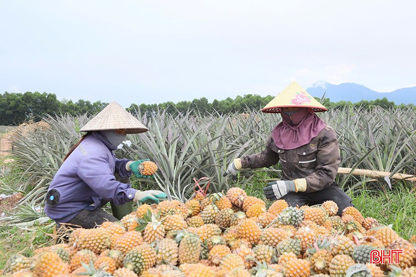 Đến đầu tháng 9, dư nợ nông nghiệp - nông thôn của Hà Tĩnh đạt trên 51.057 tỷ đồng. bqbht_br_z6856370044819-c845c059266c350ce48d1a78b35c79ce.jpg