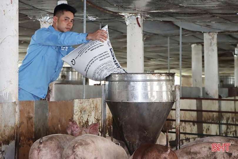 Các trang trại trên địa bàn chủ động áp dụng các biện pháp an toàn sinh học trong chăn nuôi. bqbht_br_z6020595033555-0b0ebaa7026dfbf81d655e53d6ae2d4a.jpg