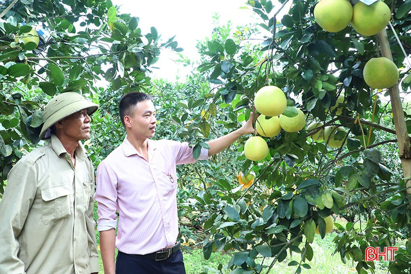 Ông Lê Văn Tỵ (bên trái), trú tại xã Hương Thủy (Hương Khê) mong muốn được nâng hạn mức cho vay chương trình GQVL để đầu tư trồng bưởi quy mô lớn. 114-158.jpg