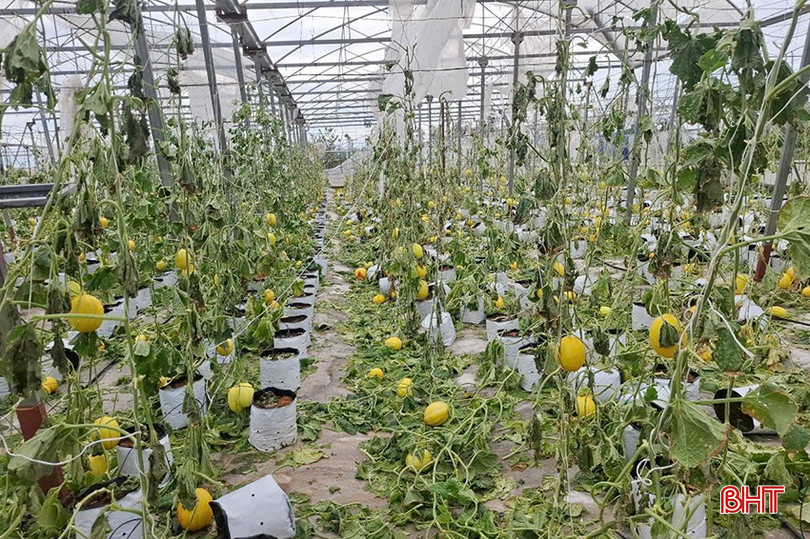 ... và dưa lưới trong nhà màng của HTX Nga Hải bị thiệt hại nặng nề. bqbht_br_z6959591514926-1c9775a929559f6ef19b5686a545ba10.jpg