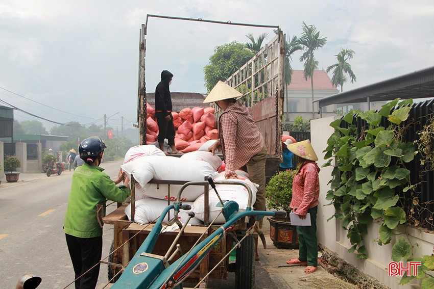 Thương lái đón mua ngay sau khi thu hoạch. bqbht_br_15.jpg