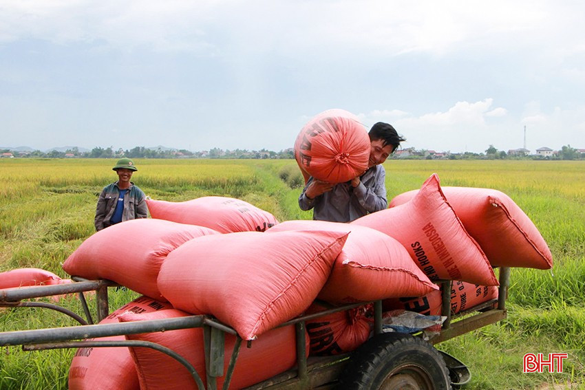 Người dân Xuân Lộc phấn khởi thu hoạch lúa hè thu. bqbht_br_11.jpg