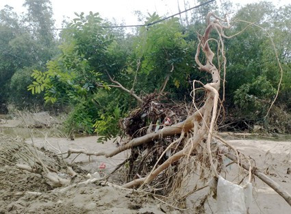 Cây xà cừ bị lũ cuốn bật gốc