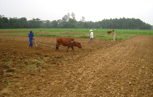 Nhan dân xã Sơn Quang ra quân làm đất và xuống giống ngô Nhan dân xã Sơn Quang ra quân làm đất và xuống giống ngô