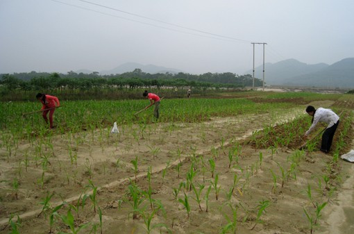 Nhân dân xã Sơn Trung (Hương Sơn) chăm sóc số diện tích ngô còn sót lại sau lũ Nhân dân xã Sơn Trung (Hương Sơn) chăm sóc số diện tích ngô còn sót lại sau lũ