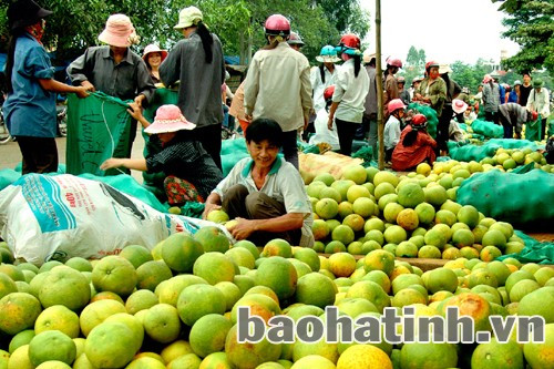 Bưởi Phúc Trạch không chỉ nổi tiếng về chất lượng mà còn có giá trị kinh tế lớn. Ảnh: Minh Chiến Bưởi Phúc Trạch không chỉ nổi tiếng về chất lượng mà còn có giá trị kinh tế lớn. Ảnh: Minh Chiến