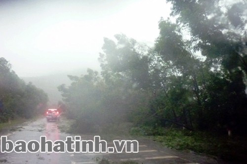 Cây cối đổ rạp bên QL 1A