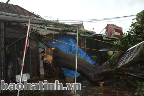 Nhiều cây lớn trước nhà dân bị đổ gãy