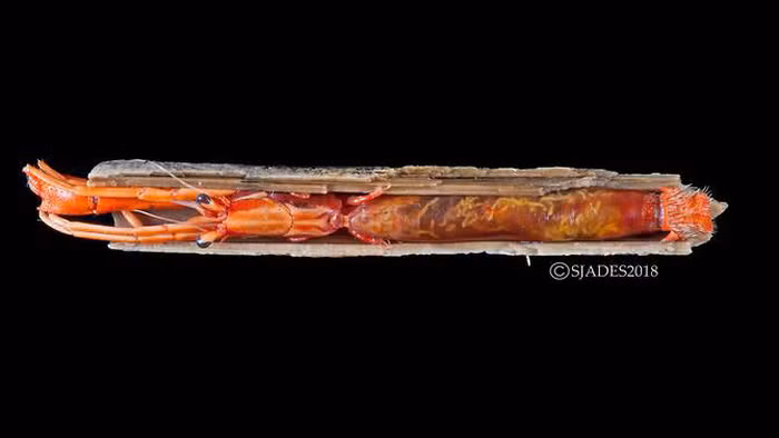 phat hien cac sinh vat hanh tinh duoi day bien indonesia