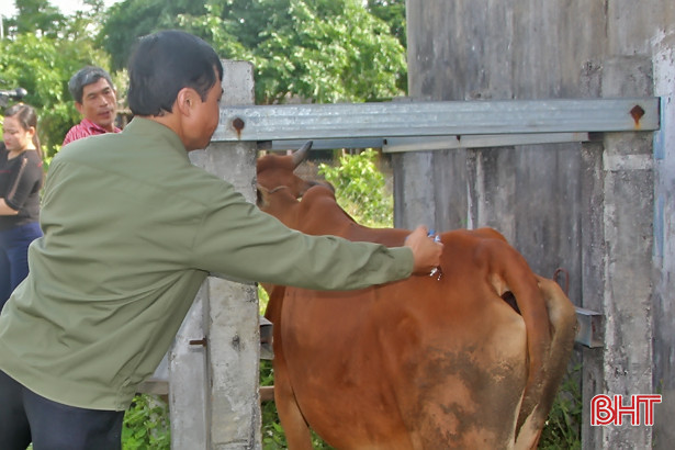 Vũ Quang tiêm vắc-xin cho 11.526 con trâu bò