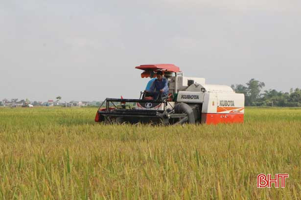 Nông dân Hà Tĩnh bắt đầu thu hoạch lúa xuân