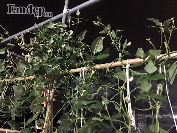 Mẹ nội trợ đảm đang gợi ý cách trồng rau mùa hè lên mơn mởn