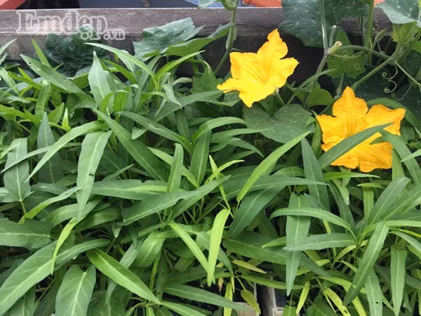 Mẹ nội trợ đảm đang gợi ý cách trồng rau mùa hè lên mơn mởn