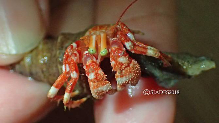 phat hien cac sinh vat hanh tinh duoi day bien indonesia