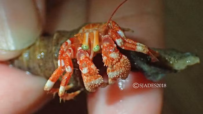 phat hien cac sinh vat hanh tinh duoi day bien indonesia