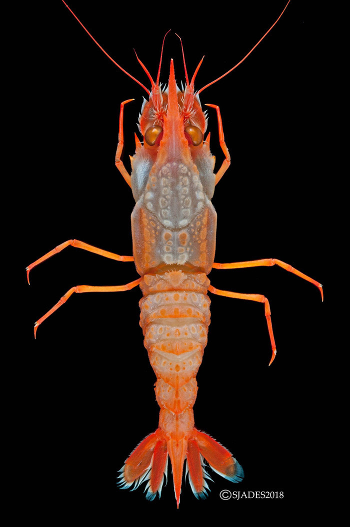 phat hien cac sinh vat hanh tinh duoi day bien indonesia