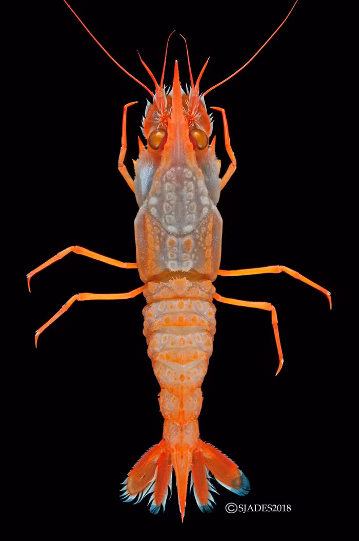 phat hien cac sinh vat hanh tinh duoi day bien indonesia