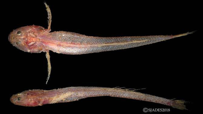 phat hien cac sinh vat hanh tinh duoi day bien indonesia