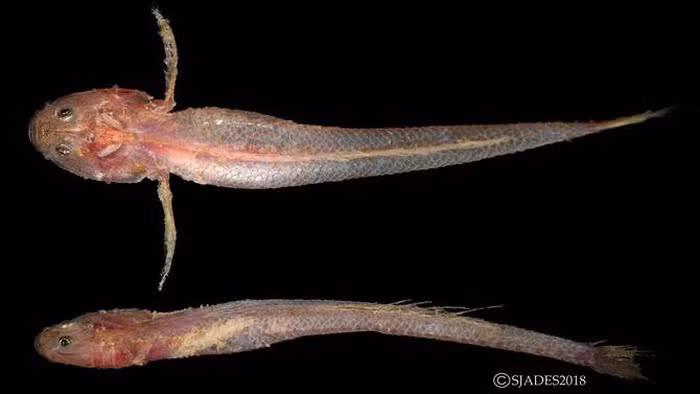 phat hien cac sinh vat hanh tinh duoi day bien indonesia