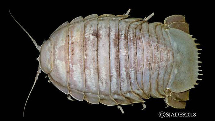 phat hien cac sinh vat hanh tinh duoi day bien indonesia