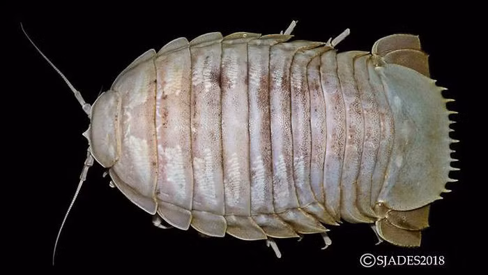 phat hien cac sinh vat hanh tinh duoi day bien indonesia