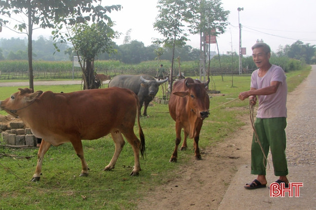 Vũ Quang tiêm vắc-xin cho 11.526 con trâu bò