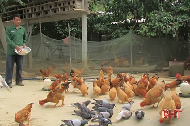Vũ Quang: Tổng đàn gà mỗi năm tăng thêm 37 ngàn con