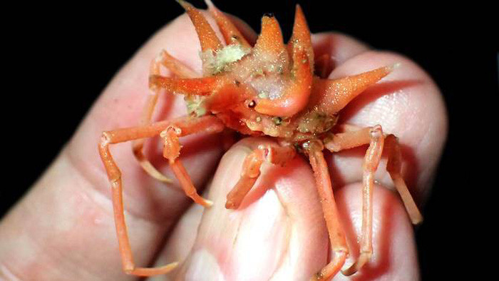 phat hien cac sinh vat hanh tinh duoi day bien indonesia