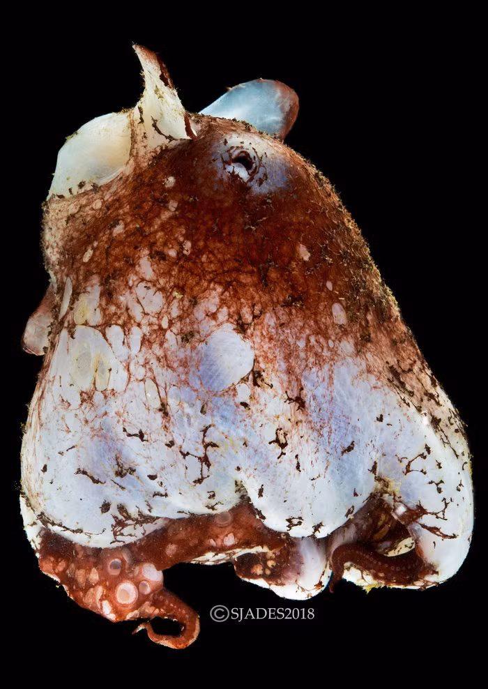 phat hien cac sinh vat hanh tinh duoi day bien indonesia