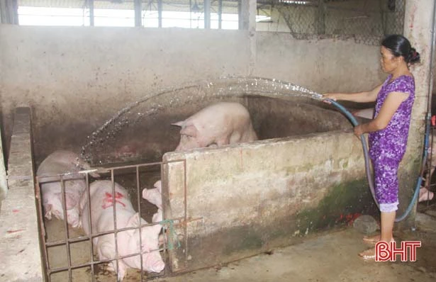 thach ha siet chat hoat dong giet mo gia suc gia cam