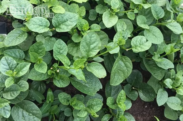 Mẹ nội trợ đảm đang gợi ý cách trồng rau mùa hè lên mơn mởn