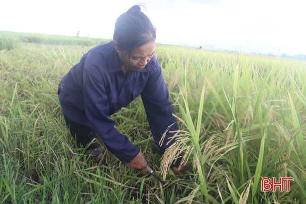 Nông dân Hà Tĩnh bắt đầu thu hoạch lúa xuân