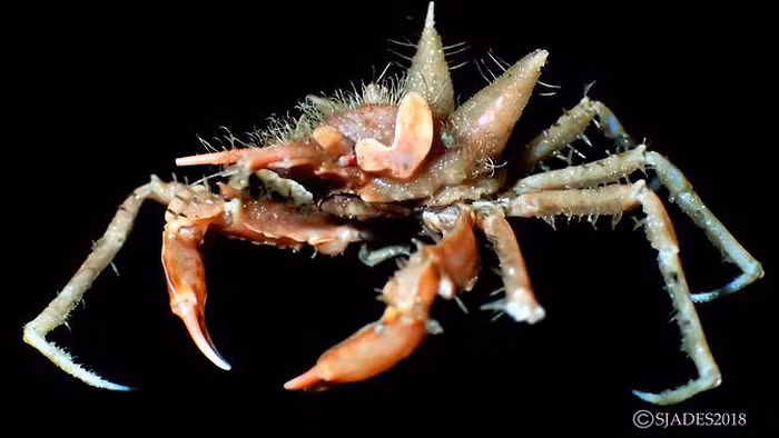 phat hien cac sinh vat hanh tinh duoi day bien indonesia