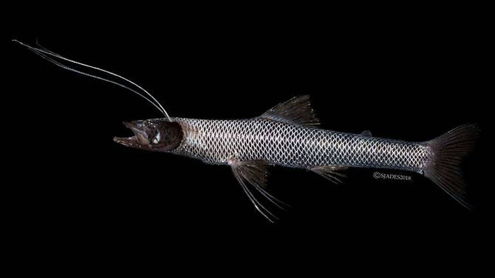 phat hien cac sinh vat hanh tinh duoi day bien indonesia