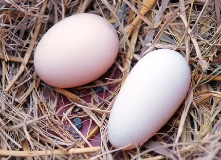 Những quả trứng gà của chị Long không giống với trứng gà bình thường