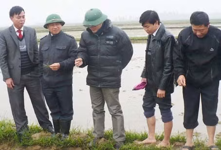 Phó Chủ tịch UBND tỉnh Lê Đình Sơn và đoàn kiểm tra tình hình sinh trưởng của lúa gieo thẳng tại xã Cẩm Thăng (Cẩm Xuyên)...