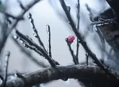 Nắng hanh ủ quanh những nhánh cành xù xì cho nụ mầm bật nở