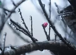 Nắng hanh ủ quanh những nhánh cành xù xì cho nụ mầm bật nở Nắng hanh ủ quanh những nhánh cành xù xì cho nụ mầm bật nở