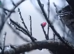 Nắng hanh ủ quanh những nhánh cành xù xì cho nụ mầm bật nở