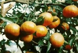 Những quả cam bù mọng đỏ màu mặt trời là thứ quả không thể thiếu trên ban thờ gia tiên tong dịp Tết cổ truyền của người Hà Tĩnh