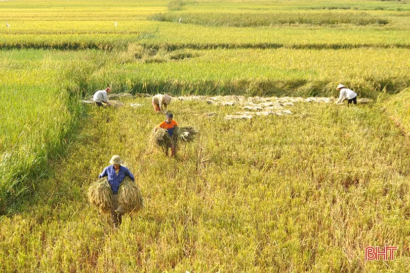 Niềm vui mùa gặt