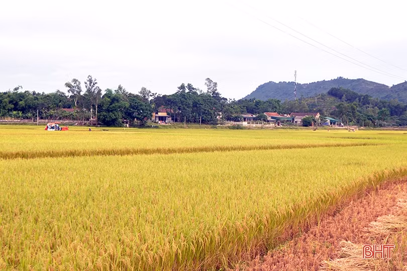 Niềm vui mùa gặt