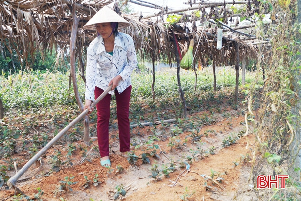 Thu nhập khá từ những vườn chè Cẩm Bào