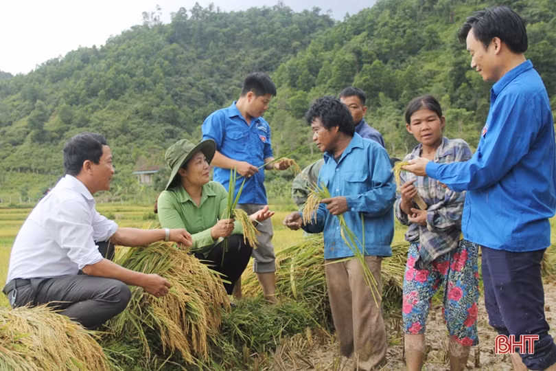 Bản Rào Tre được mùa lúa mới
