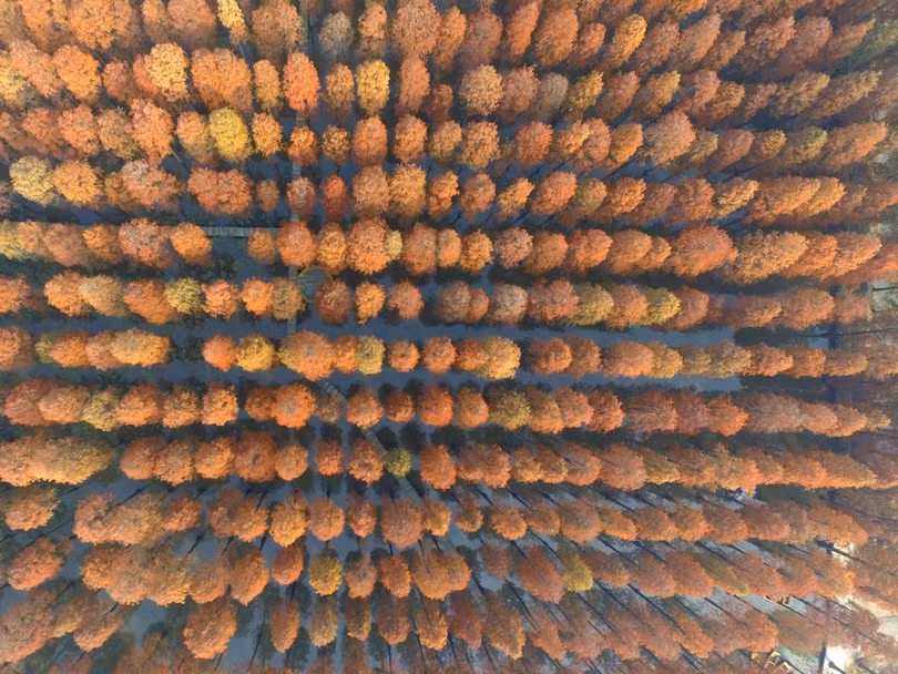 Thế giới ấn tượng từ góc nhìn loài chim