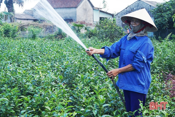 Thu nhập khá từ những vườn chè Cẩm Bào