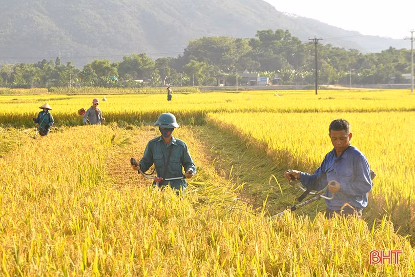 Niềm vui mùa gặt