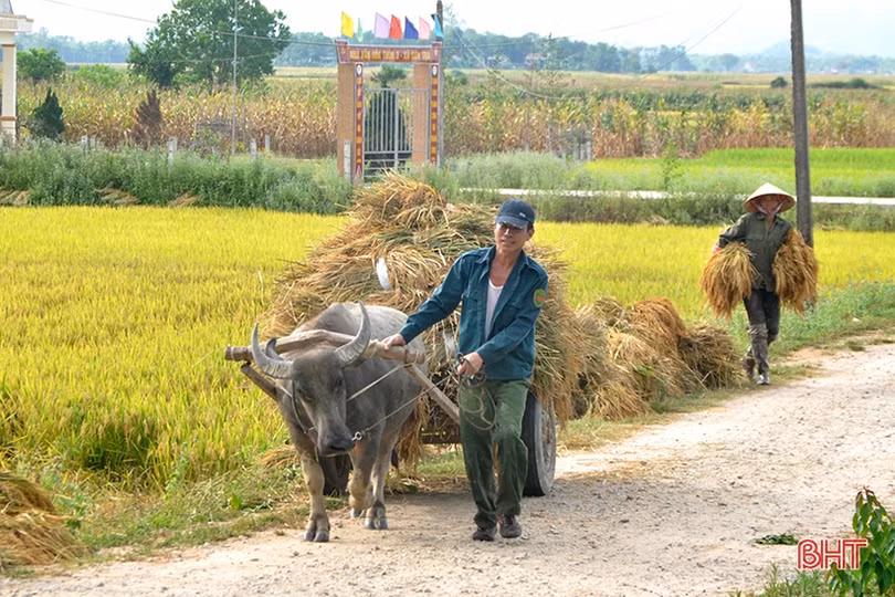 Niềm vui mùa gặt