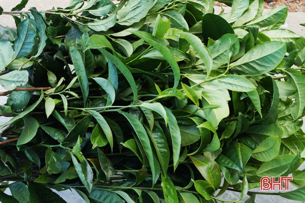 Thu nhập khá từ những vườn chè Cẩm Bào