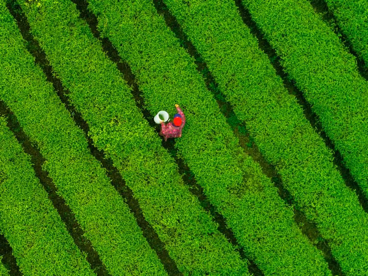 Thế giới ấn tượng từ góc nhìn loài chim